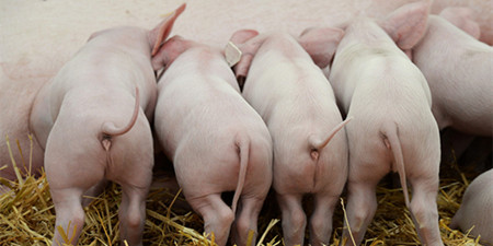 从历史生猪疫情，看其对猪价的影响