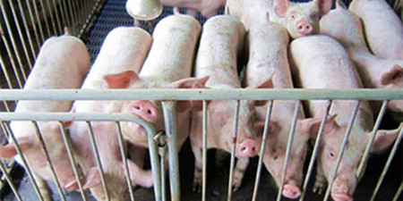猪荞麦中毒的治疗处方