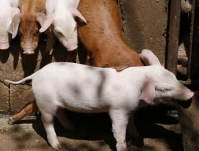 猪中毒各种症状表现和解救措施