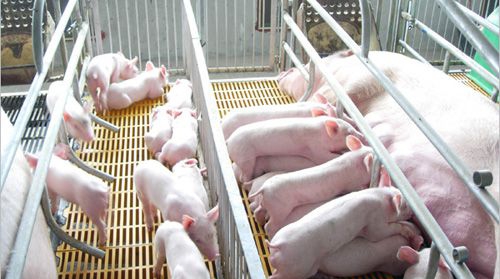 种公猪,母猪繁殖障碍病的防制