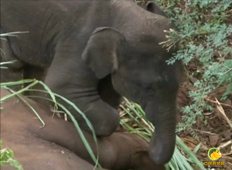 据英国《每日邮报》报道，在印度南部帕拉姆的野外，一头大象在行走中突然因内出血而倒地身亡，身旁的小象不顾一切地想奋力唤醒妈妈，但最终大象仍未能醒来。