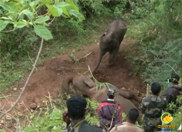 事发时，大象带着儿子在野外散步，不久突然倒地。一段令人心碎的视频记录了两岁大的小象拼命想叫醒妈妈的场景。