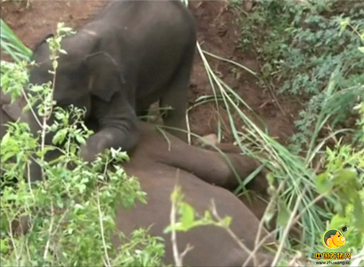 大象很快失去了生命迹象，小象又是用蹄子蹬又是用鼻子卷，不让任何人靠近自己的母亲，但最终仍未能唤醒大象。