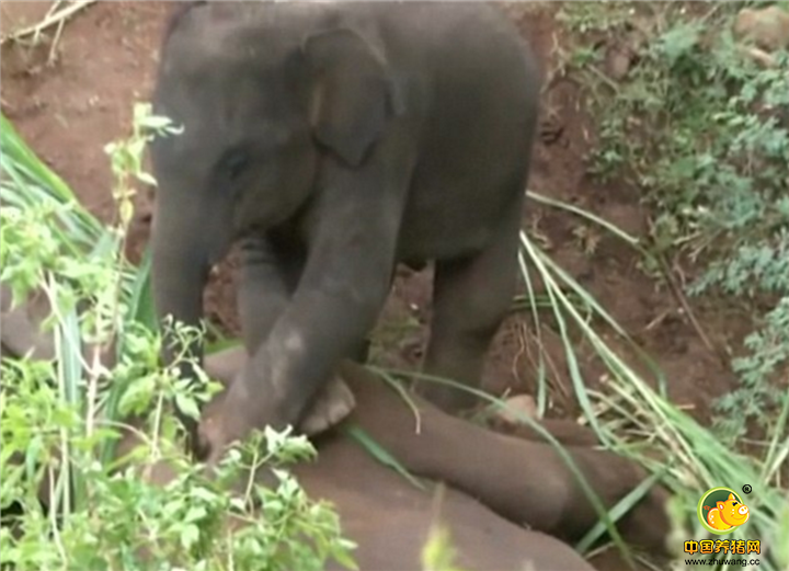 据《印度时报》，丛林里的工作人员试图引小象离开，但小象丝毫不为所动，坚持守在妈妈身边不离不弃。