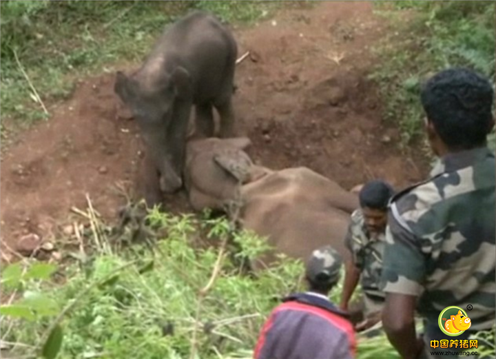 小象想尽一切办法，用树枝划擦大象的身体，用长牙戳母亲的耳朵，甚至趴在大象的身上，但一切都无济于事。