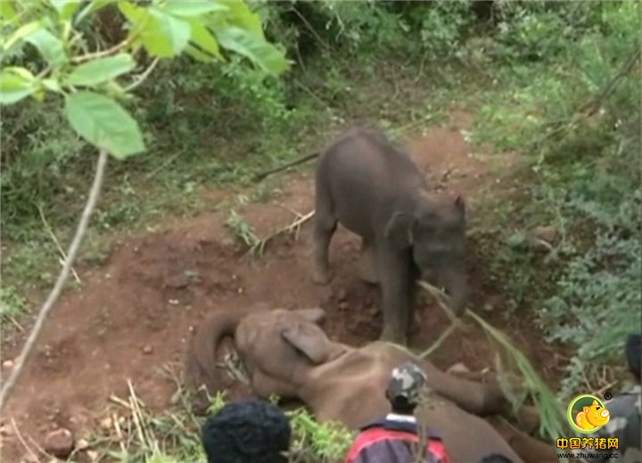 视频显示小象想尽一切办法想让大象复活。