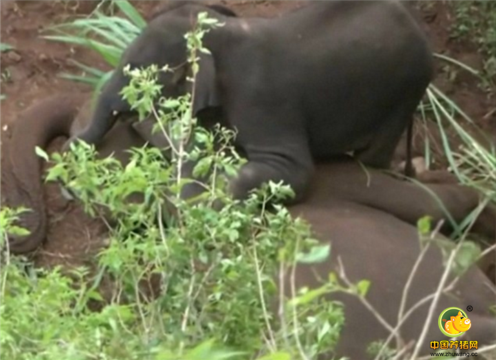 猝死的大象是一头25岁的母象，死亡原因是身体内出血。母子俩的生死离别发生在印度南部帕拉姆一座寺庙附近的丛林里。