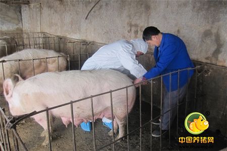 引起猪呕吐的寄生虫病及其防控