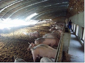 国内首个微生物发酵床养猪技术联盟成立