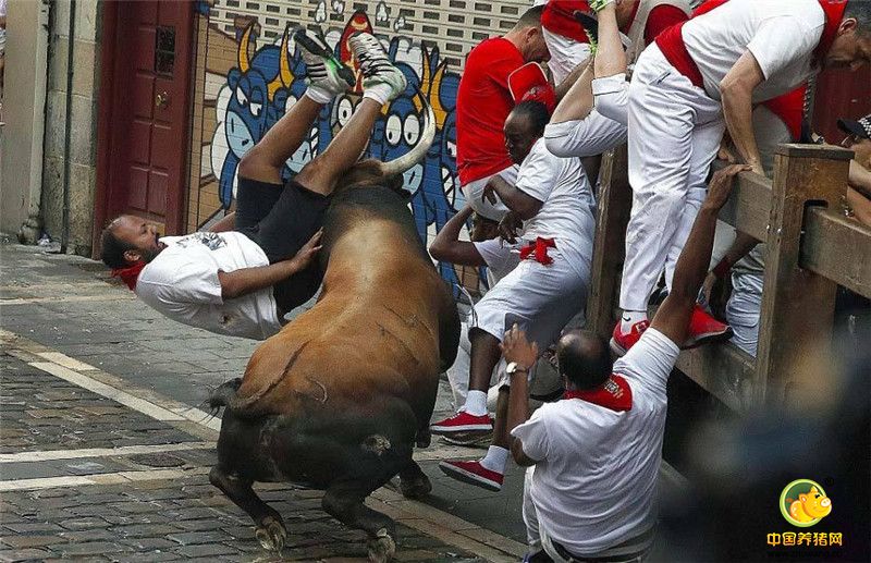 据英国《每日邮报》报道，一年一度的西班牙潘普洛纳奔牛节于本月6号拉开了序幕。数只背上燃放火花的精壮公牛追着市民与游客跑过街头巷尾，而人们即使被牛顶伤也依然玩的不亦乐乎。