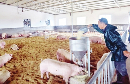 利用生物降解床 传统养殖户开始生态猪养殖