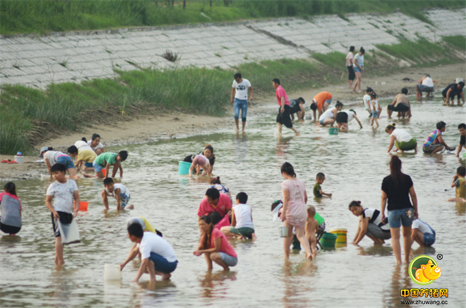 2016年7月11日，山东滨州，阳信县幸福河与白杨河交汇处，因河水水位降低，不少周边村的村民争先捡拾蛤蜊。