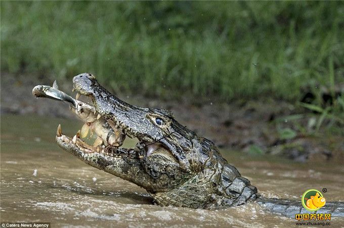 据《每日邮报》报道，一名意大利摄影师在巴西里奥内格里纽(Rio Negrinho)潘塔纳尔湿地抓拍到“大鱼吃小鱼，鳄鱼吃大鱼”的罕见精彩一幕。这些画面完美地诠释了处于食物链底层动物的不幸命运。