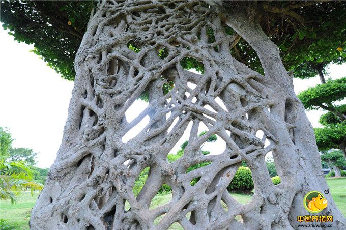 这棵大树从树根到树顶，整棵树干宽大扁平，扁平的树干上长出像窗户一般的“格子”，基本都是呈现蜘蛛网状的形态，树干里的分支互相缠绵交叉在一起，近看犹如一张庞大的“树网”。如此奇特的树木是一道奇特的自然景观，很有观赏价值。 