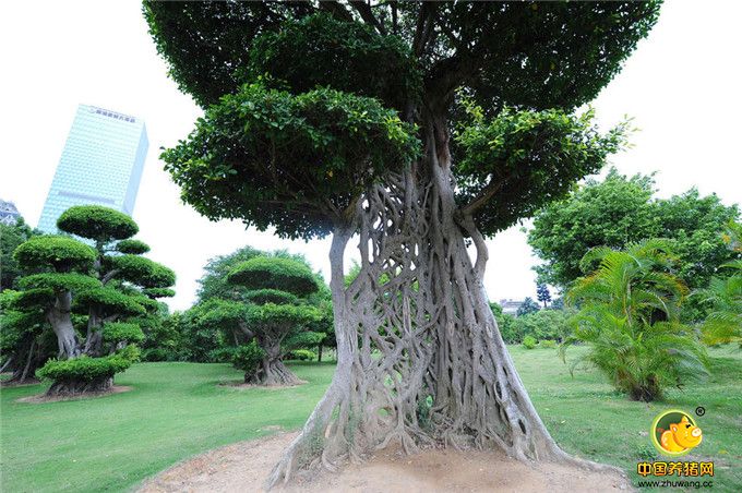 广西现奇葩大树 树干长成一张网