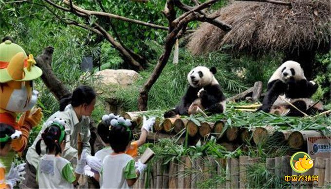 14日，广州长隆诞生的全球唯一大熊猫三胞胎将满两周岁，再次迎来重要生命节点：三个小家伙顺利度过食物转化阶段，具备独立生活能力。