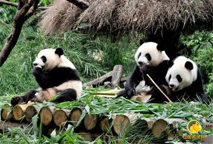 全球唯一大熊猫三胞胎断奶 开始独立之旅