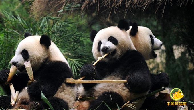 三个小家伙从以母乳、人工乳为主食，成功转化到以竹笋、竹子、竹竿为主食，这意味着大熊猫三胞胎已经具备独立生活的能力。当日，三宝出场即成为全场焦点，抱着竹笋吃得津津有味。