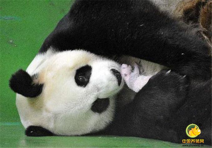 2014年，大熊猫妈妈“菊笑”怀抱三胞胎一只幼崽的照片