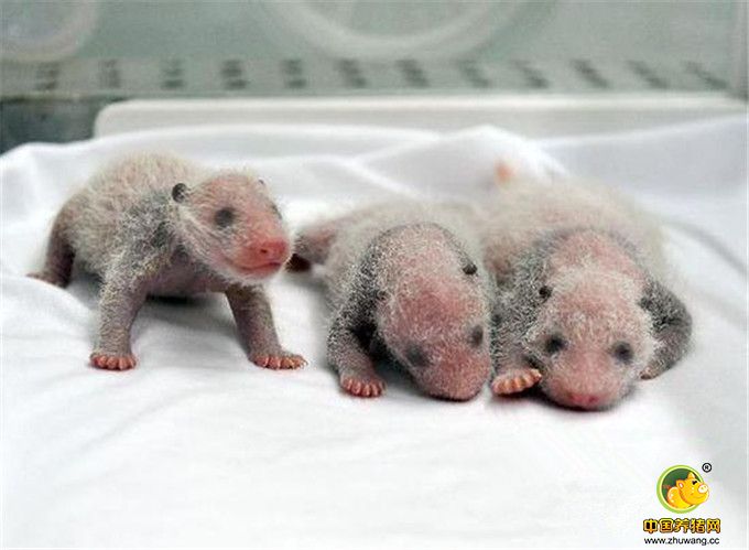 三胞胎大熊猫幼崽时的照片。