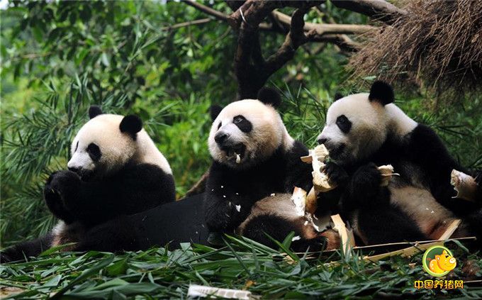 目前，三胞胎长势喜人，体重均超过60公斤。据饲养员介绍，在大熊猫三胞胎诞生初期，主要以母乳为主食，一天需要喝奶7至9次，此后逐渐减少，至14至16个月大的时候，会根据营养需求配以特制辅食。现在三胞胎顺利过渡到大熊猫正常的采食习惯，但为完善营养结构会适量添加特制的熊猫蛋糕，2至3天喝一次少量母乳。