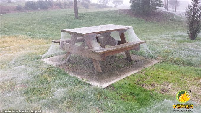 据《每日邮报》7月14日报道，近日，澳大利亚维州连降大雨，洪水将数百万的蜘蛛逼的织网逃生，在Gippsland的Yinnar的一处公园里，蜘蛛网铺天盖地，对于害怕蜘蛛的人来说恐怕就是噩梦般的存在了。