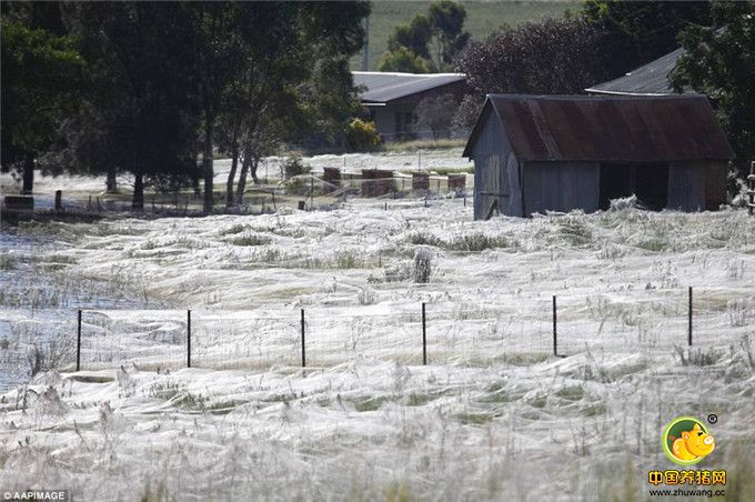 2012年，沃加沃加，一场大雨过后，大量的吐着丝的蜘蛛“从天而降”，地面也覆盖了一层厚厚的蜘蛛网。