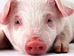 治疗猪病不要滥用地塞米松，否则极易造成了严重的不良后果！