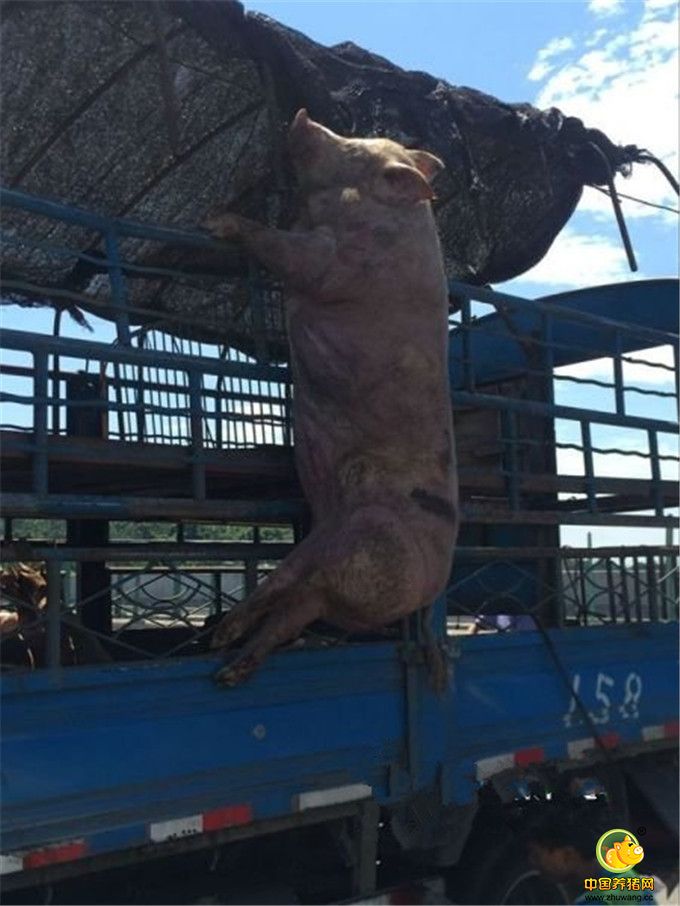 有一头猪不怎么幸运，肥硕的手脚卡在货栏上，司机费了九牛二虎之力也没能把它救下。图为现场。