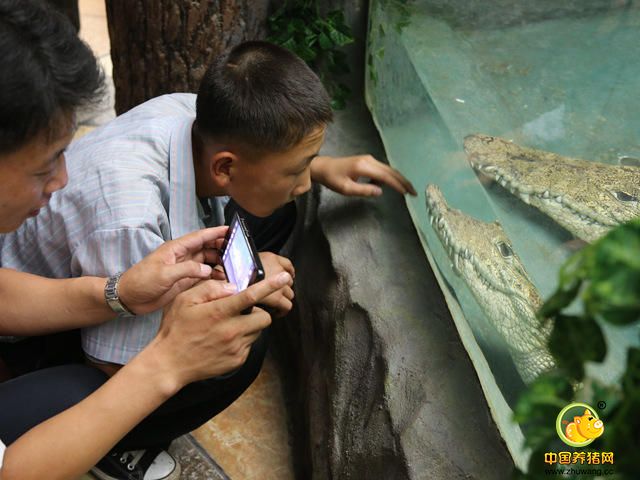 7月24日，在朝鲜平壤，朝鲜学生参观爬行动物馆。