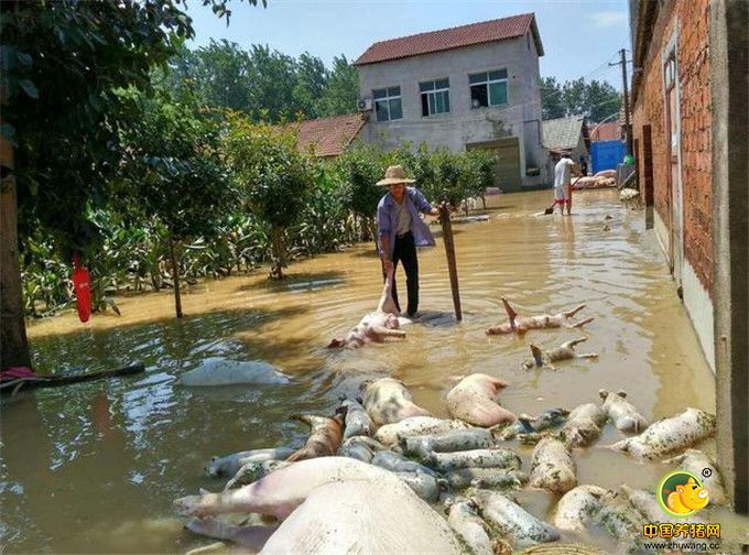 该县仅红星村5家专业生猪养殖场被淹死的猪就有1万头。有养殖户表示跑了40万斤乌龟，损失2000万元。