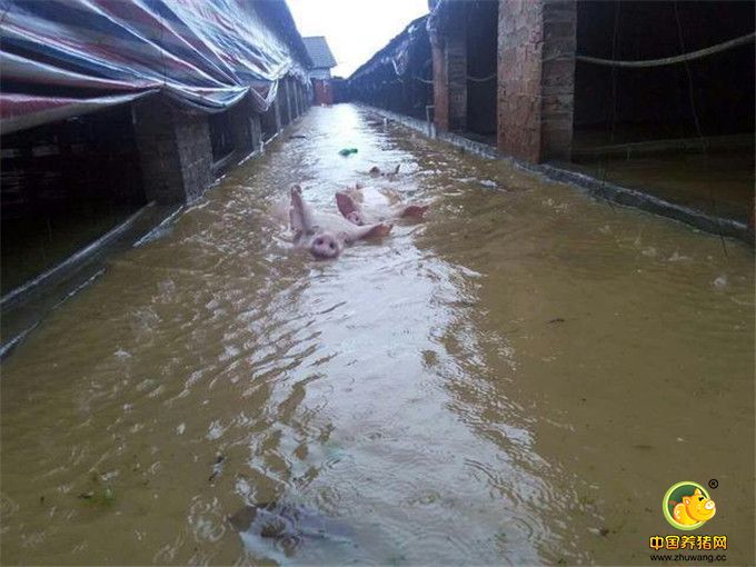 7月24日中午，湖北荆门市京山县永隆镇红星村张道奎家的生猪养殖场的积水仍有1米多深，大约800头猪被洪水冲走或者淹死。受访者供图