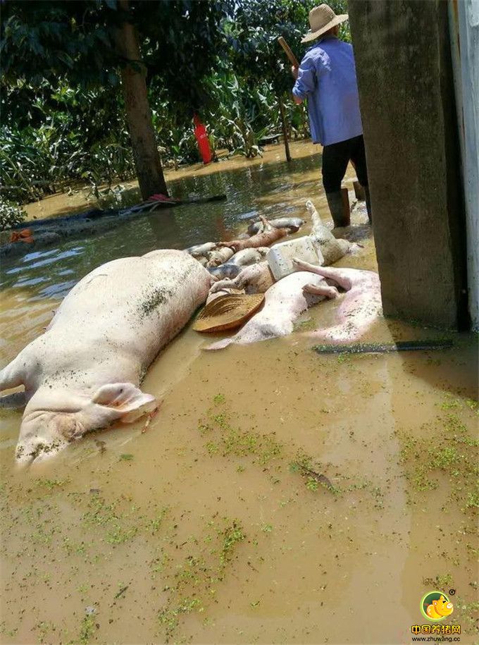 死猪数量很多，无法深埋处理，村民担心出现疫情。