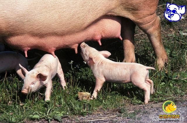 养猪问答二：母猪产后奶水不足怎么办？