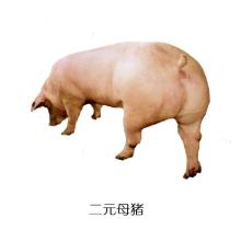 二元杂交母猪的饲养技术之分娩与接产技术
