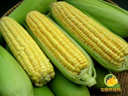 玉米种植面积调减要跟农民增收同步进行