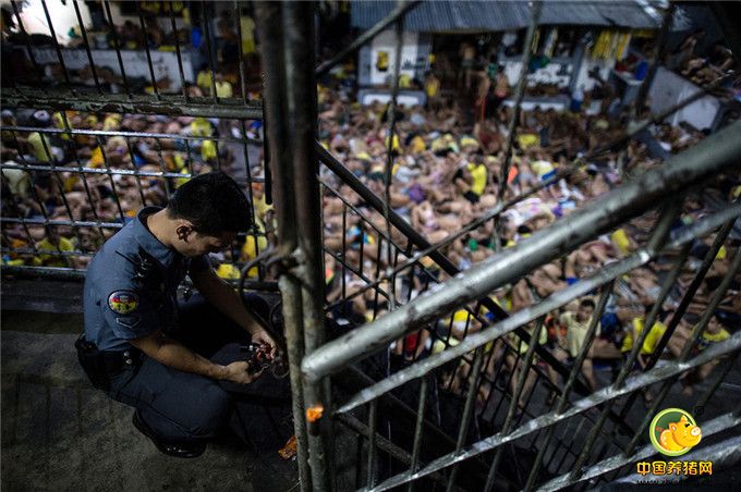 近期，菲律宾警方逮捕的毒贩数量急剧增加，对当地本就紧张的资源造成了更大的负担。很多犯人无处安置，只能强行塞入已经人满为患的监狱中。没有足够的单间，犯人们只能睡在篮球场或是其他公共区域冰冷的地面上。