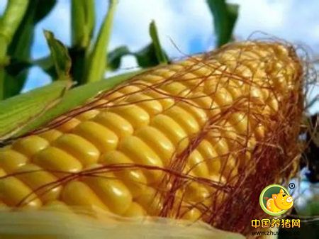玉米市场整体偏空 新粮收获期临近