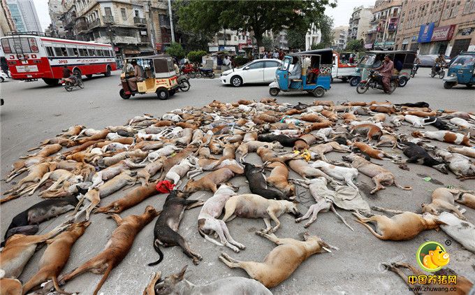 当地时间8月4日，巴基斯坦卡拉奇，街头的流浪狗尸体。市政府因流浪狗数量过多，采取下毒方式杀死大量流浪狗。