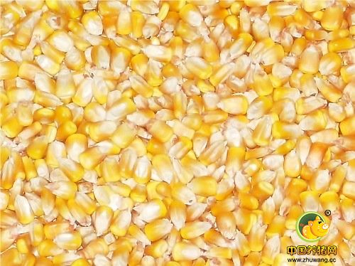 新粮主力未登场 2015年产优质玉米仍“吃香”