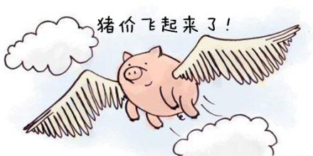在一路飞奔的猪价下!压栏还是顺时出栏该怎么选?