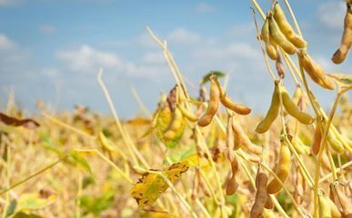 玉米大豆补贴分配结果出台 第一批玉米补贴300亿