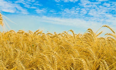 小麦市场见回暖　后期难有大改观