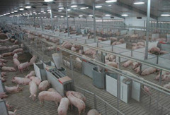 养猪场开始追求“零排放”