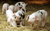 国外引入猪种的共同特征