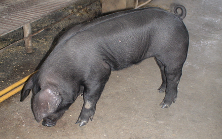 海南染色黑猪真相公布:木炭粉让白猪变黑猪