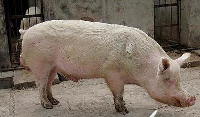 你知道猪群也需要排毒吗?如何加快生猪的新陈代谢?