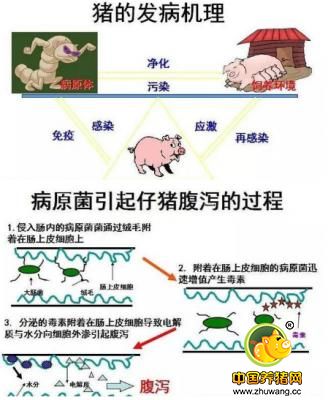 猪消化系统疾病最有效的治疗方案_猪病门诊-咸鱼情片图包表图片