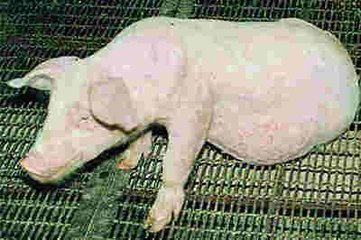 猪病预防及治疗\/养猪技术 - 中国养猪网-中国养