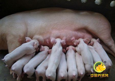 母猪泌乳期间采食量下降的应对技巧